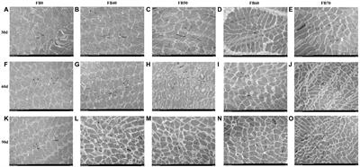 Improvement of muscle quality in tilapia (Oreochromis niloticus) with dietary faba bean (Vicia faba L.)